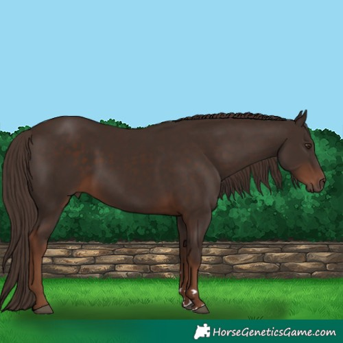 Horse Color:Liver Chestnut 