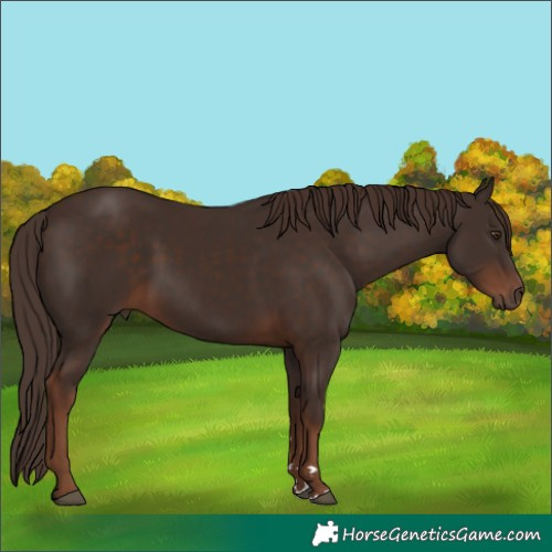 Horse Color:Liver Chestnut 