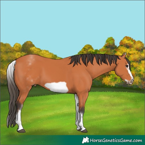 Horse Color:White Spotted Bay Frame 