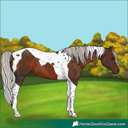 Horse Color:Silver Brown Tobiano 