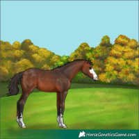 Horse Color:Bay 