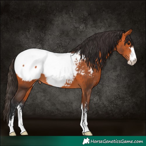 Horse Color:Bay Sabino Appaloosa 