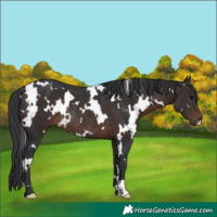 Horse Color:White Spotted Brown Rabicano 