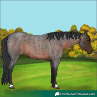 Horse Color:Brown Roan