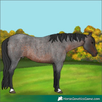 Horse Color:Brown Roan