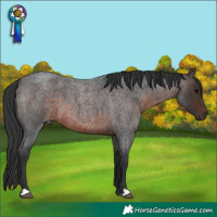 Horse Color:Brown Roan