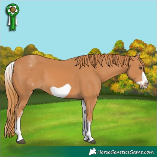 Horse Color:White Spotted Chestnut Frame