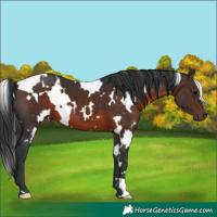 Horse Color:White Spotted Brown 