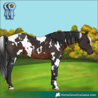 Horse Color:White Spotted Brown 