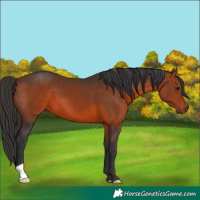 Horse Color:Brown 