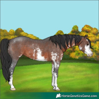 Horse Color:Brown Sabino