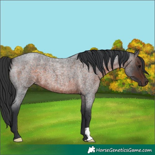 Horse Color:Brown Roan 