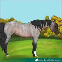 Horse Color:Brown Roan