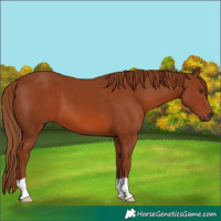 Horse Color:Chestnut 