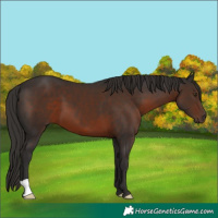 Horse Color:Liver Chestnut 