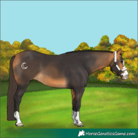 Horse Color:Buckskin 