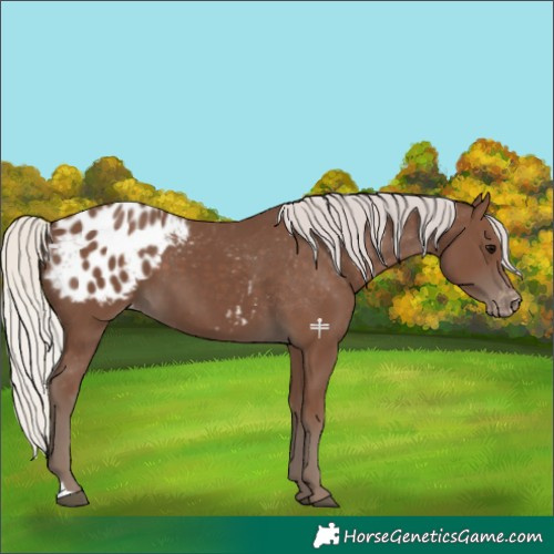 Horse Color:Silver Black Appaloosa 