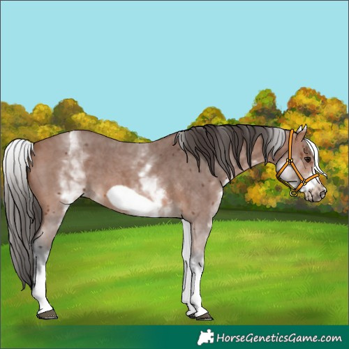 Horse Color:White Spotted Bay Sabino Frame