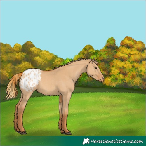Horse Color:Red Dun Appaloosa  and Red Dun Appaloosa 
