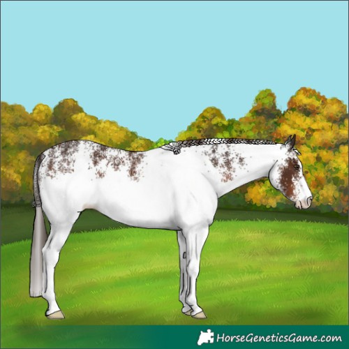 Horse Color:White Spotted Liver Chestnut 