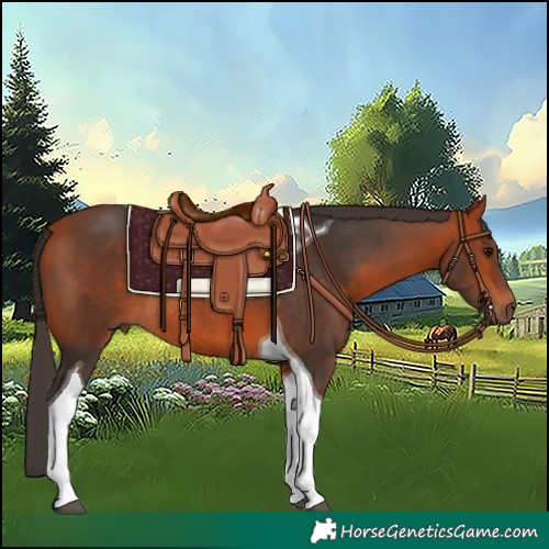 Horse Color:Bay Tobiano Rabicano 