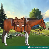 Horse Color:Bay Tobiano Rabicano 