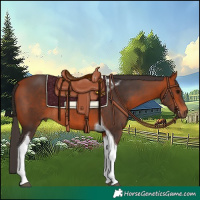 Horse Color:Bay Tobiano Rabicano 