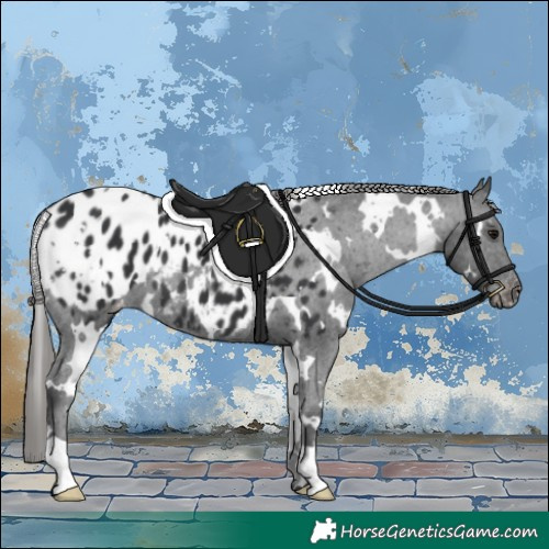 Horse Color:White Spotted Black Appaloosa 