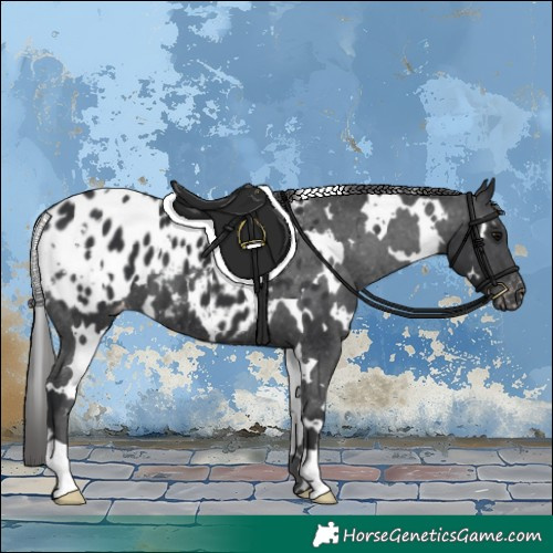 Horse Color:White Spotted Black Appaloosa 