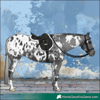 Horse Color:White Spotted Black Appaloosa 