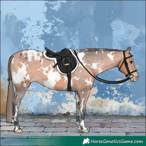 Horse Color:White Spotted Bay Appaloosa 