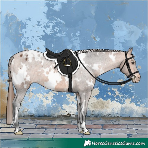 Horse Color:White Spotted Bay Appaloosa 