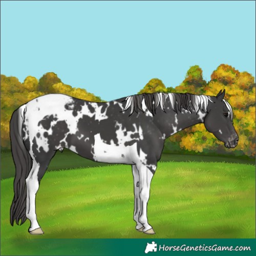Horse Color:White Spotted Black Tobiano Blanket