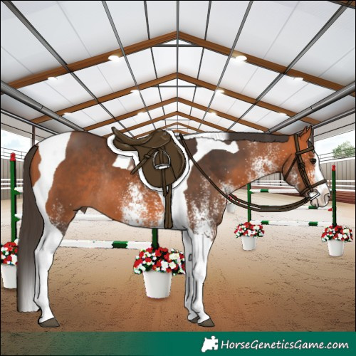 Horse Color:White Spotted Bay Splash Tobiano Rabicano 