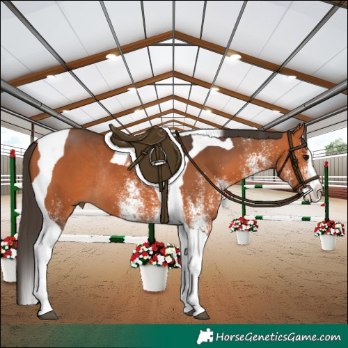 Horse Color:White Spotted Bay Splash Tobiano Rabicano 