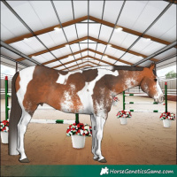 Horse Color:White Spotted Bay Splash Tobiano Rabicano 
