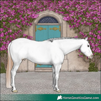 Horse Color:White Spotted Blue Roan Splash Appaloosa