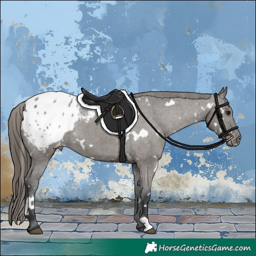 Horse Color:White Spotted Grullo Appaloosa 
