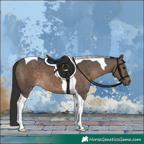Horse Color:Brown Dun Tobiano 
