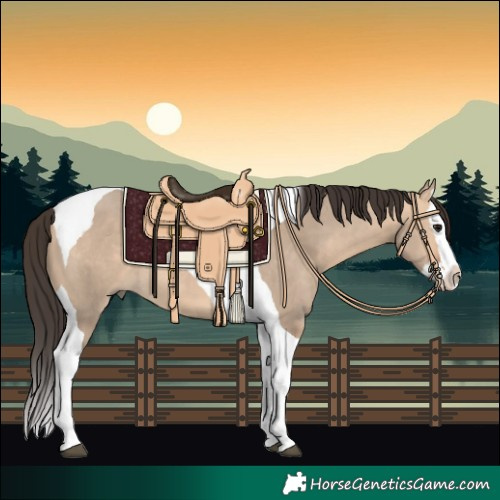 Horse Color:Bay Dun Splash Tobiano 