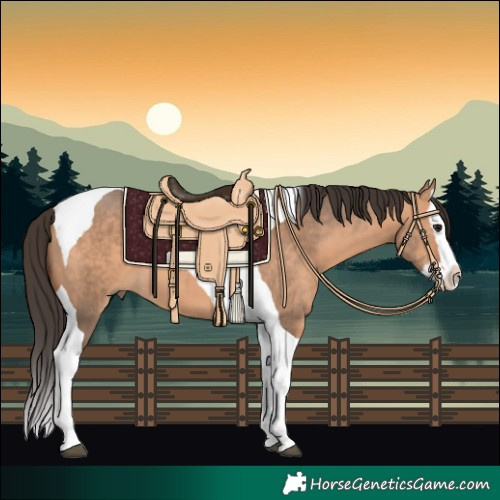 Horse Color:Bay Dun Splash Tobiano 