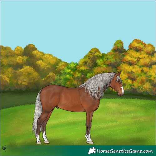 Horse Color:Silver Bay 