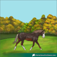 Horse Color:Chestnut Sabino 