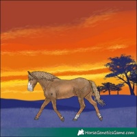 Horse Color:Chestnut Sabino 