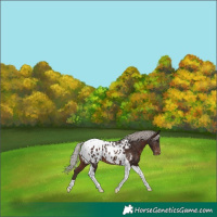 Horse Color:Silver Bay Tobiano Appaloosa 