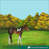 Horse Color:Gray Buckskin Tobiano Rabicano