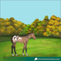 Horse Color:Bay Dun Blanket Rabicano 