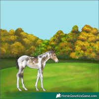 Horse Color:White Spotted Buckskin Dun Tobiano 