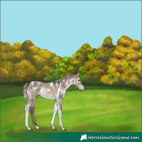 Horse Color:White Spotted Silver Brown Dun Tobiano 