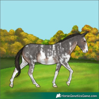 Horse Color:Liver Chestnut Sabino 
